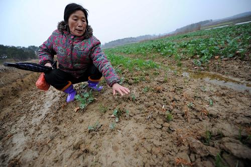 江西都昌縣汪墩鄉(xiāng)慶勝村農(nóng)民黃淑芳家種植的油菜生長(zhǎng)緩慢,部分已經(jīng)爛種死苗(3月6日攝)。今年以來(lái),江西境內(nèi)低溫陰雨天氣時(shí)間持續(xù)60多天,其中3月4日8時(shí)至5日8時(shí),江西全省有60個(gè)縣市出現(xiàn)暴雨,單日暴雨范圍創(chuàng)江西有完整氣象記錄以來(lái)最廣。持續(xù)的陰雨寡照低溫天氣,對(duì)江西省農(nóng)業(yè)生產(chǎn)造成不利影響,農(nóng)作物土壤偏濕,抑制作物根系生長(zhǎng),有的甚至出現(xiàn)爛種死苗現(xiàn)象。新華社記者 周科 攝