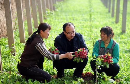 3月13日,在甘肅省蘭州市七里河區(qū)西果園鎮(zhèn)西津坪村,七里河區(qū)農業(yè)技術推廣站副高級農藝師許立紅(中)在向農民講解櫻桃蘿卜種植技術。 甘肅省蘭州市七里河區(qū)西果園鎮(zhèn)西津坪村地處大山深處的黃土高坪上,自然條件惡劣。當地政府在“千名干部下基層聯系幫扶、轉作風助民解困”行動中,幫助當地農民組建綠色果蔬專業(yè)合作社,結合當地自然條件,引導和帶動菜農向特色蔬菜種植業(yè)發(fā)展。合作社按照工廠化種植管理模式,統(tǒng)一負責蔬菜選種、種植技術和市場銷售,提高農業(yè)附加值。目前當地已建成特色果蔬日光溫室120多個,年收入400萬元以上。新華社記者張錳攝