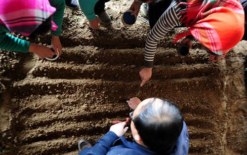 3月13日,在甘肅省蘭州市七里河區(qū)西果園鎮(zhèn)西津坪村,七里河區(qū)農業(yè)技術推廣站副高級農藝師許立紅(下)在向農民講解櫻桃蘿卜種植技術。新華社記者張錳攝