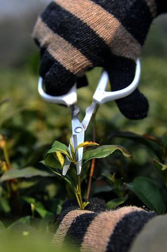 3月13日,杭州西湖區(qū)茅家埠村茶農(nóng)在自家的西湖龍井茶園將凍壞的龍井茶新芽剪掉。新華社記者 黃宗治 攝