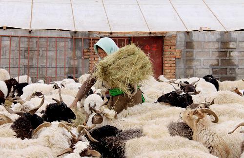 在青海省海南藏族自治州貴南縣過馬營鎮(zhèn)麻什干生態(tài)畜牧業(yè)合作社,社員索南卓瑪正在封閉式羊圈中喂羊(3月12日攝)。麻什干生態(tài)畜牧業(yè)合作社成立于2011年,牧民們按照牛羊數(shù)量或其他生產(chǎn)資料入股,牛羊由合作社安排專人照顧,牧民到年底統(tǒng)一分紅。青海省自2008年起開始推進(jìn)生態(tài)畜牧業(yè)建設(shè),目前已建成生態(tài)畜牧業(yè)合作社600多個(gè),惠及牧民3.6萬戶。新華社發(fā)(龐書緯攝)