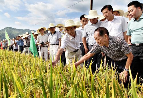 7月9日,袁隆平院士(前右一)在湖南永州市零陵區(qū)查看雜交水稻長(zhǎng)勢(shì)。當(dāng)日,“雜交水稻之父”袁隆平來到湖南“種三產(chǎn)四”豐產(chǎn)工程永州市零陵區(qū)現(xiàn)場(chǎng)會(huì),查看超級(jí)水稻的長(zhǎng)勢(shì),并對(duì)水稻目前的生長(zhǎng)情況給予了肯定。“種三產(chǎn)四”工程由袁隆平院士在2006年提出,2007年正式實(shí)施,是指運(yùn)用超級(jí)雜交稻的技術(shù)成果,用3畝耕地產(chǎn)出用常規(guī)技術(shù)種植的4畝耕地的糧食。這項(xiàng)工程將大幅度提高現(xiàn)有水稻的單產(chǎn)和總產(chǎn),提高農(nóng)民種糧的經(jīng)濟(jì)效益。新華社發(fā)(陶旭日 攝)