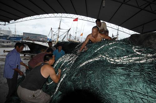 8月2日,在江蘇鹽城射陽縣黃沙港,回港避風(fēng)的漁民將漁網(wǎng)集中防風(fēng)。新華社發(fā)(沈鵬 攝)