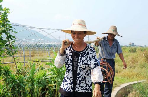 8月9日,廣西岑溪市糯垌鎮(zhèn)一對(duì)夫婦在田間忙碌。新華社記者 張愛林 攝