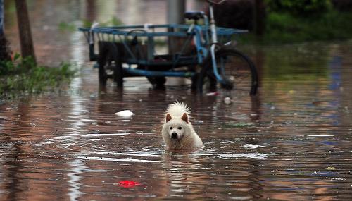 8月18日,在廣西防城港市廣場北路,一只小狗在嚴重積水的街道上前行。新華社記者 黃孝邦 攝