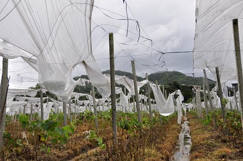 8月18日,在廣西東興市東興鎮(zhèn)河洲村,一個葡萄種植基地被暴雨襲擊。新華社發(fā)(陳義才 攝)
