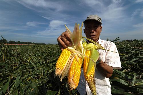 8月30日,在吉林九臺市龍家鎮(zhèn),一位農(nóng)民手捧受災(zāi)倒伏的玉米。新華社記者 張楠 攝