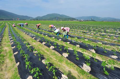 11月2日,菜農(nóng)在田間勞作。當(dāng)日,海南省三亞市林旺鎮(zhèn)一處冬季瓜菜種植區(qū)的農(nóng)民正在田間勞作,開展災(zāi)后自救。據(jù)瓜菜種植戶黎孔兵介紹,今年第23號(hào)臺(tái)風(fēng)“山神”帶來的狂風(fēng)暴雨造成冬季瓜菜出現(xiàn)大面積爛根、死苗等情況,目前種植戶們正通過直苗、松土、除草、補(bǔ)種等措施進(jìn)行自救。受臺(tái)風(fēng)“山神”影響,海南省農(nóng)業(yè)損失較為嚴(yán)重,受災(zāi)面積41.1千公頃、絕收面積10.9千公頃。新華社記者侯建森攝