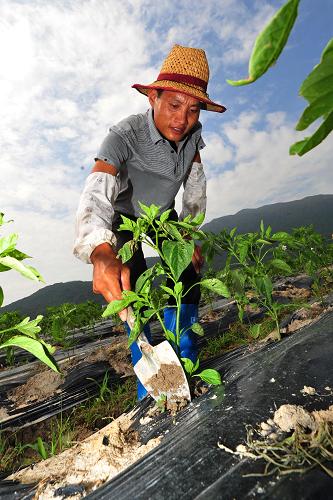 11月2日,一名菜農(nóng)在為菜苗松土。新華社記者侯建森攝