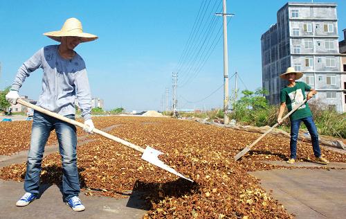 11月1日,玉林市玉州區(qū)農(nóng)民在晾曬八角。新華社記者 張愛林?jǐn)z