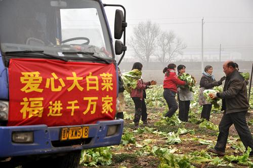 太原市慈善總會組織愛心企業(yè)在山西夏縣大白菜產(chǎn)區(qū)義購大白菜(12月16日攝)。由于價格持續(xù)低迷,山西夏縣近萬畝大白菜面臨滯銷,菜農(nóng)心急如焚。太原市慈善總會獲悉后,組織愛心企業(yè)前往夏縣義購大白菜40多萬斤,向太原市社區(qū)居民尤其是困難住戶免費贈送,既幫助了菜農(nóng)的賣菜難題,也為需要白菜過冬的部分困難群眾送上一份溫暖。新華社記者 王飛航 攝