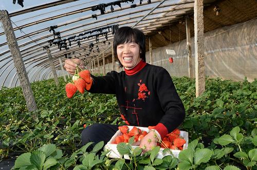 1月21日,郝宋莊村農(nóng)民龍愛云在自家的大棚內(nèi)展示剛采摘的草莓。新華社記者 楊世堯 攝