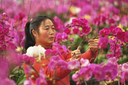 1月22日,山東省濱州市鄒平縣好生鎮(zhèn)花農(nóng)在整理準(zhǔn)備銷售的蝴蝶蘭。當(dāng)日,山東鄒平好生鎮(zhèn)花卉生態(tài)園舉辦為期20天的迎新春年宵花展。園內(nèi)近300家農(nóng)戶聯(lián)合展銷適合春節(jié)期間裝飾房間、增添喜氣的蝴蝶蘭、鳳梨、杜鵑等二十多個品種的年宵花卉,吸引了眾多客商前來訂購。據(jù)悉,好生鎮(zhèn)花卉生態(tài)園花卉種植面積6600余畝,年產(chǎn)值2.4億,常年從業(yè)人員達(dá)5000人。新華社發(fā)(董乃德 攝)