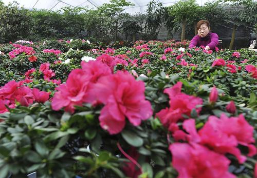 1月22日,山東省濱州市鄒平縣好生鎮(zhèn)花農(nóng)在整理鮮花準(zhǔn)備銷售。新華社發(fā)(董乃德 攝)