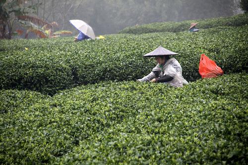 2月17日,茶農(nóng)在廣西昭平縣城郊外的生態(tài)茶園冒雨采摘春茶。近期氣溫持續(xù)回暖,地處桂東大山深處的廣西昭平縣16萬(wàn)余畝高山生態(tài)茶園陸續(xù)開采今年首批春茶。昭平縣是我國(guó)南方著名的春茶基地,春茶上市時(shí)間普遍比北方產(chǎn)茶區(qū)提早20天至一個(gè)月左右。 新華社發(fā)(李良雁 攝)