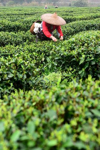 2月17日,茶農(nóng)在廣西昭平縣走馬鄉(xiāng)西坪村將軍峰生態(tài)茶園采摘春茶。新華社發(fā)(黃旭胡 攝)