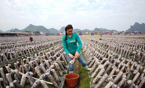 這是廣西柳城縣農(nóng)民在食用菌生產(chǎn)基地收摘黑木耳(1月14日攝)。新華社記者 張愛(ài)林 攝