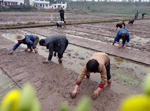3月16日,四川省達(dá)州市達(dá)縣碑高鄉(xiāng)農(nóng)民采用“托盤覆膜育秧法”播種。新華社發(fā)(鄧良奎 攝)