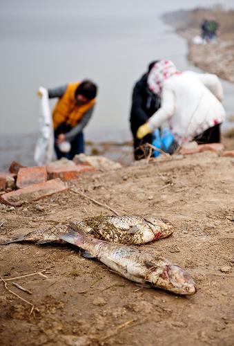 3月17日,志愿者們將從水中打撈上的死魚拿上岸準(zhǔn)備集中進(jìn)行無害化處理。當(dāng)日,由來自天津市不同區(qū)縣、企業(yè)、社區(qū)的百余位市民自發(fā)組織聚集在天津北大港濕地,成為保護(hù)濕地愛鳥清淤志愿者,清理濕地內(nèi)散落的白色垃圾和漂浮在濕地水面的死魚。如今,越來越多的市民開始關(guān)注城市周圍的濕地生態(tài)環(huán)境問題。每周都有志愿者自發(fā)在濕地內(nèi)巡查、清淤,并及時(shí)救治受傷的鳥類。新華社記者 張超群 攝