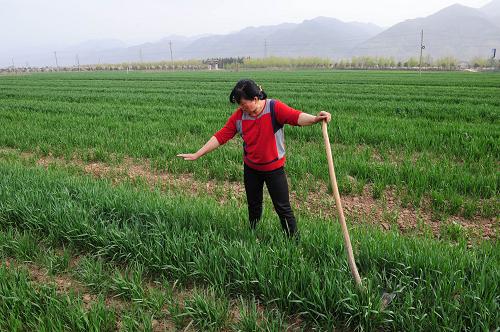 3月19日,在陜西省西安市長(zhǎng)安區(qū)鴨池口村,在田間勞作的農(nóng)民張荃香說(shuō)麥子因旱情影響長(zhǎng)勢(shì)不佳。鑒于當(dāng)前陜西省關(guān)中地區(qū)旱情及發(fā)展趨勢(shì),陜西省防總決定從3月18日起,在關(guān)中七市(區(qū))啟動(dòng)防抗干旱災(zāi)害Ⅳ級(jí)應(yīng)急響應(yīng)。2012年冬季以來(lái),陜西省大部分地區(qū)降水持續(xù)偏少,特別是今年2月下旬以來(lái)基本無(wú)有效降水。據(jù)統(tǒng)計(jì),全省在田作物受旱面積達(dá)295萬(wàn)畝。據(jù)分析,3月份后期陜西省大部分地區(qū)降水仍然偏少,隨著氣溫回升加快,加之作物返青生長(zhǎng)及春耕生產(chǎn)用水需求加大,旱情將持續(xù)發(fā)展,抗旱任務(wù)更加艱巨。 新華社記者 丁海濤 攝