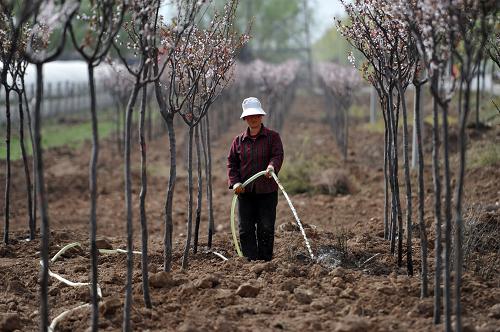 3月19日,在陜西省西安市長(zhǎng)安區(qū)環(huán)山路旁,一名農(nóng)民在為樹(shù)木澆水。新華社記者 丁海濤 攝