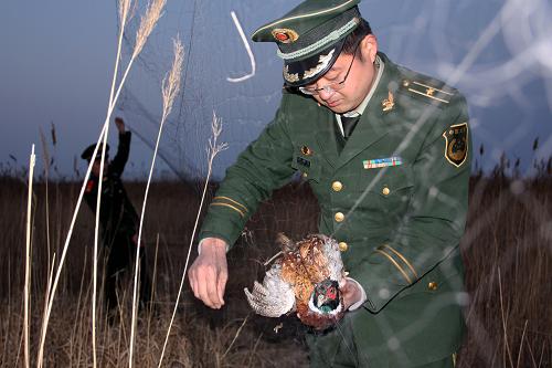 3月21日,邊防派出所民警在海防蘆葦濕地解救被網(wǎng)具捕獲的野雞。 3月以來,駐守山東省沾化縣海防蘆葦濕地的邊防派出所組織開展以“保護(hù)野生鳥類,我們在行動(dòng)”為主題的愛鳥護(hù)鳥月活動(dòng),通過各種方式嚴(yán)厲打擊非法狩獵行為。海防蘆葦濕地?fù)碛袨┩棵娣e23萬余畝、蘆葦8萬余畝,是目前黃河三角洲最大的蘆葦濕地,每年在此生息繁衍的珍稀鳥類達(dá)20余種。新華社發(fā)(王占軍 攝)