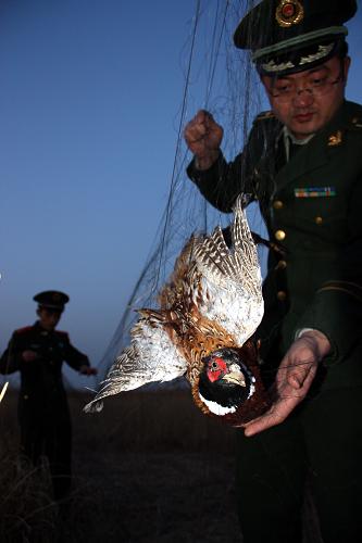 3月21日,邊防派出所民警在海防蘆葦濕地內(nèi)拆除網(wǎng)具解救野生鳥類。新華社發(fā)(王占軍 攝)