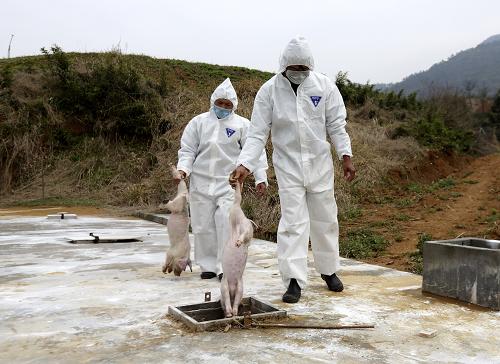 3月21日,浙江省諸暨市趙家鎮(zhèn)浙江金泉畈生態(tài)農(nóng)牧有限公司的員工把病死豬投入無害化處理池。近日,浙江省諸暨市畜牧獸醫(yī)局組織專家在全市范圍內(nèi)開展病死豬無害化處理的咨詢與檢查工作,對符合相關(guān)條件的規(guī)?;i場的病死豬無害化處理補(bǔ)助進(jìn)行審查核實(shí),對牲畜口蹄疫、生豬豬瘟、高致病性豬藍(lán)耳病、家禽高致病性禽流感和家犬狂犬病實(shí)行強(qiáng)制免疫。新華社發(fā)(郭斌 攝)
