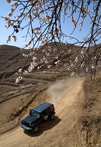 寧夏彭陽(yáng)縣境內(nèi)山地上,一輛汽車(chē)從盛開(kāi)的花兒下經(jīng)過(guò)(3月20日攝)。新華社記者 王鵬 攝