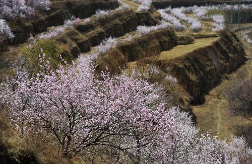寧夏彭陽(yáng)縣境內(nèi)山地果樹(shù)遍布,一片春色(3月20日攝)。新華社記者 王鵬 攝