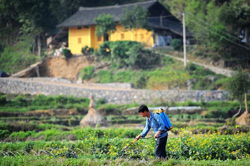 3月21日,一名農(nóng)民正在田間勞動(dòng)。 隨著天氣轉(zhuǎn)暖,貴州省黔東南苗族侗族自治州麻江縣銅鼓寨苗族同胞利用晴好天氣抓緊春耕生產(chǎn),農(nóng)田里處處是他們忙碌的身影。 新華社記者劉續(xù)攝