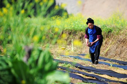 3月21日,一名苗族婦女在田間勞動(dòng)。新華社記者劉續(xù)攝