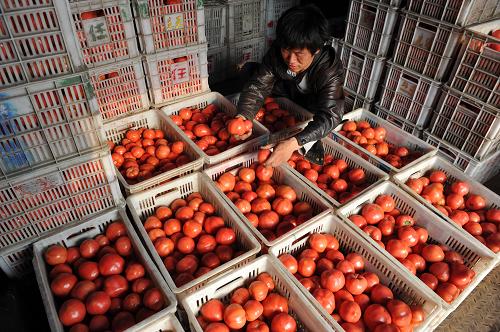 3月22日,在安徽阜陽市一家蔬菜批發(fā)市場,一名男子在整理番茄。 據(jù)新華社全國農(nóng)副產(chǎn)品和農(nóng)資價格行情系統(tǒng)監(jiān)測數(shù)據(jù)顯示,2月中旬以來,全國蔬菜價格持續(xù)下降,最近一周降速明顯放緩。與2月10日相比,3月21日,21種監(jiān)測蔬菜全國日平均價格下降23.4%。分品種來看,21種蔬菜價格全部下降,其中芹菜、菠菜、油菜、生菜等葉類菜價格降幅居前,在40%以上。新華社發(fā)(盧啟建 攝)