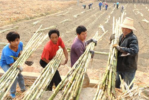 3月22日,隴川縣清平鄉(xiāng)廣林村的蔗農(nóng)們在種植春季甘蔗。新華社記者陳海寧攝