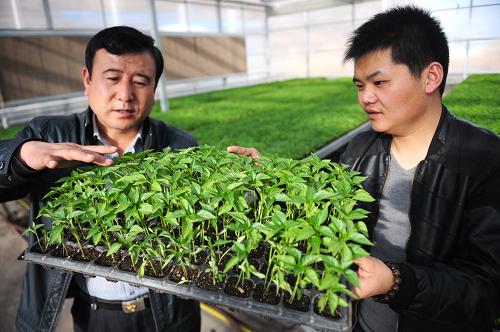 3月21日,在甘肅省平?jīng)鍪谐缧趴h錦屏鎮(zhèn)九功塬子千畝設(shè)施蔬菜示范園內(nèi),兩名工作人員在查看蔬菜育苗長勢。新華社記者 張錳 攝