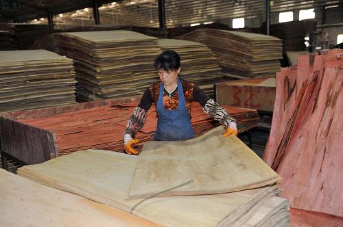 3月28日,在廣西浦北縣泉水鎮(zhèn)工業(yè)園區(qū),工人在趕制木板。