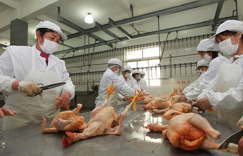 4月14日,工作人員正加工剛宰殺的肉雞。新華社記者 裴鑫 攝