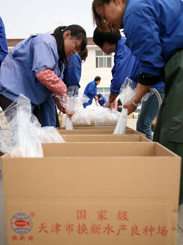 4月17日,天津市寧河縣換新水產(chǎn)良種場(chǎng)工作人員將撈起的黃金鯽魚苗裝箱,準(zhǔn)備外運(yùn)。新華社發(fā)(任麗華 攝)