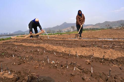 4月18日,王玲家庭農(nóng)場(chǎng)的工人在山坡地為苗木澆水。新華社發(fā)(董乃德 攝)