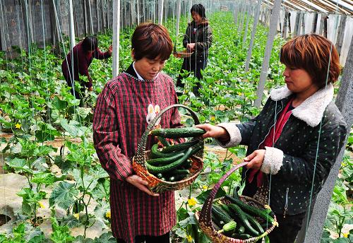4月18日,王玲(前左)在農(nóng)場(chǎng)的蔬菜大棚里和工人一起采摘黃瓜。新華社發(fā)(董乃德 攝)