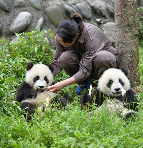 4月24日,飼養(yǎng)員在碧峰峽基地大熊貓幼兒園內(nèi)陪護(hù)大熊貓幼崽。在四川省蘆山“4·20”7.0級強(qiáng)烈地震中,距震中直線距離僅20多公里的中國保護(hù)大熊貓研究中心雅安碧峰峽基地內(nèi)的61只大熊貓不同程度受到驚嚇。幾天來,基地飼養(yǎng)員通過食物調(diào)整、撫摸、玩耍等方式對大熊貓進(jìn)行撫慰,現(xiàn)在基地所有大熊貓健康狀況均保持良好。據(jù)工作人員介紹,地震發(fā)生時,一些大熊貓迅速爬上樹,一些則找到它們認(rèn)為安全的地方躲避。基地內(nèi)有一半大熊貓是2008年“5·12”汶川大地震后從臥龍基地轉(zhuǎn)移過來的。新華社記者 李鑫 攝