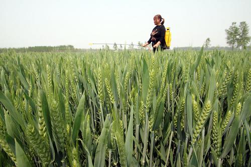 5月2日,山東省郯城縣郯城街道小顏村農(nóng)民在麥田間噴灑用于防治小麥蚜蟲和赤霉病的農(nóng)藥。新華社發(fā)(張春雷 攝)