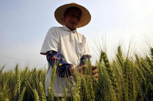 5月3日,安徽省合肥市長(zhǎng)豐縣張廟村72歲的農(nóng)民戴忠強(qiáng)在田間查看小麥生長(zhǎng)情況。新華社發(fā)(楊曉原 攝)
