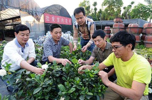 5月2日,福建省建甌市東游鎮(zhèn)盛地村黨支部書記魏雪仁(右二)在南安市霞美鎮(zhèn)金山村與該村黨支部書記吳金榮(右一)等探討兩地花卉種植合作事宜。新華社記者 張國(guó)俊 攝
