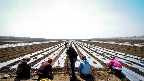 5月3日,肇東市農(nóng)民在蓋地膜。近年來,松嫩平原中心的黑龍江省肇東市集中打造節(jié)水灌溉示范種植基地,規(guī)劃總面積80萬畝,涉及18個(gè)鄉(xiāng)鎮(zhèn)46個(gè)行政村,目前完成節(jié)水灌溉種植基地建設(shè)面積55萬畝。作為項(xiàng)目核心示范區(qū),肇東市太平鄉(xiāng)東合村建設(shè)節(jié)水增糧種植區(qū)1萬畝,使用節(jié)水措施明顯的膜下滴灌、卷盤式噴灌及自然雨水澆灌等方式,每畝玉米產(chǎn)量達(dá)850公斤。新華社記者 王松 攝