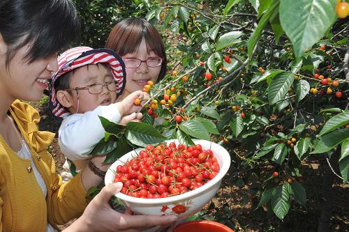 5月13日,濟(jì)南市民在濟(jì)南市萬德鎮(zhèn)的櫻桃園內(nèi)采摘櫻桃。新華社記者 徐速繪攝