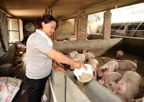 5月14日,太谷縣北汪村養(yǎng)殖戶張利維在給豬喂飼料。張利維從2011年開始養(yǎng)豬,不算人工費用,她家每頭豬的養(yǎng)殖成本在每公斤14元左右,按照目前的價格計算,養(yǎng)一頭豬要虧損近200元。