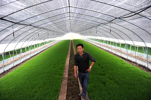 5月15日,胡繼鋒在查看工廠化育秧的秧苗生長(zhǎng)情況。 “2454畝流轉(zhuǎn)土地,首期投資目前已花費(fèi)230多萬(wàn)元。”安徽省含山縣昭關(guān)鎮(zhèn)謝集社區(qū)38歲的種糧大戶胡繼鋒說(shuō)。從今年3月開(kāi)始,剛剛成為種糧大戶的胡繼鋒,便開(kāi)始忙著為自己的“農(nóng)場(chǎng)”進(jìn)行前期準(zhǔn)備。“1畝土地1年的流轉(zhuǎn)費(fèi)用467元,2000多畝土地僅流轉(zhuǎn)費(fèi)用就要100多萬(wàn)元,加上農(nóng)業(yè)機(jī)械購(gòu)置費(fèi)用100多萬(wàn)元,啟動(dòng)資金就花費(fèi)了200多萬(wàn)。”胡繼鋒粗略地計(jì)算了一下目前的投資額。胡繼鋒說(shuō),盡管自己是第一次大規(guī)模土地承包,但對(duì)收益還是很有信心。“如果一切順利,除去成本,平均每畝地一年可獲得300元收益”。胡繼鋒預(yù)計(jì)在下半年把流轉(zhuǎn)土地?cái)?shù)量擴(kuò)展到5000畝,同時(shí)準(zhǔn)備引進(jìn)大米加工、水稻烘干等設(shè)備,幾百萬(wàn)元的追加投入成本成為胡繼鋒遇到的最大難題。 胡繼鋒說(shuō):“銀行貸款難,貸款程序復(fù)雜,貸款額度低。”在胡繼鋒看來(lái),融資難已成為發(fā)展的最大瓶頸。新華社記者 劉軍喜攝