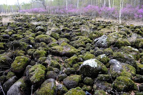 內(nèi)蒙古大興安嶺達爾濱湖原始林區(qū)內(nèi)的火山巖、石塘林景觀(5月14日攝)。新華社記者張領(lǐng)攝