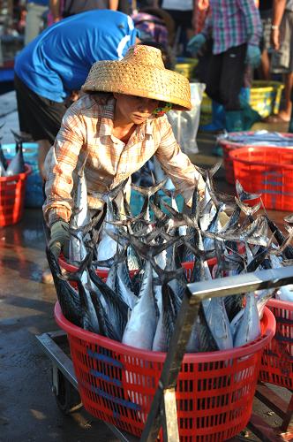 5月15日,海南省瓊海市潭門港的漁民在碼頭裝運(yùn)海魚。根據(jù)農(nóng)業(yè)部關(guān)于南海伏季休漁的有關(guān)規(guī)定,自5月16日12時(shí)起至8月1日12時(shí)止,在北緯12度至“閩粵海域交界線”的中華人民共和國(guó)管轄的南海海域(含北部灣),除單層刺網(wǎng)、釣具外,禁止其它作業(yè)類型的生產(chǎn)。新華社發(fā)(蒙鐘德 攝)